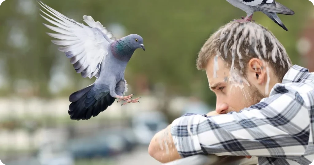 is-it-good-luck-if-a-bird-poops-on-you