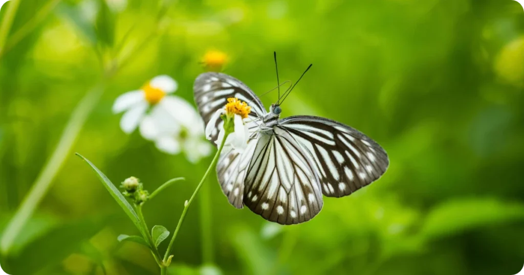 black-butterflies-spiritual-meaning
