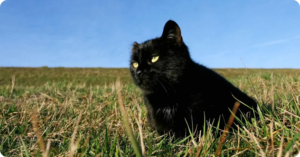 dead-black-cat-spiritual-meaning