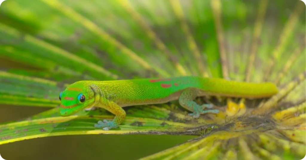 dead-gecko-spiritual-meaning