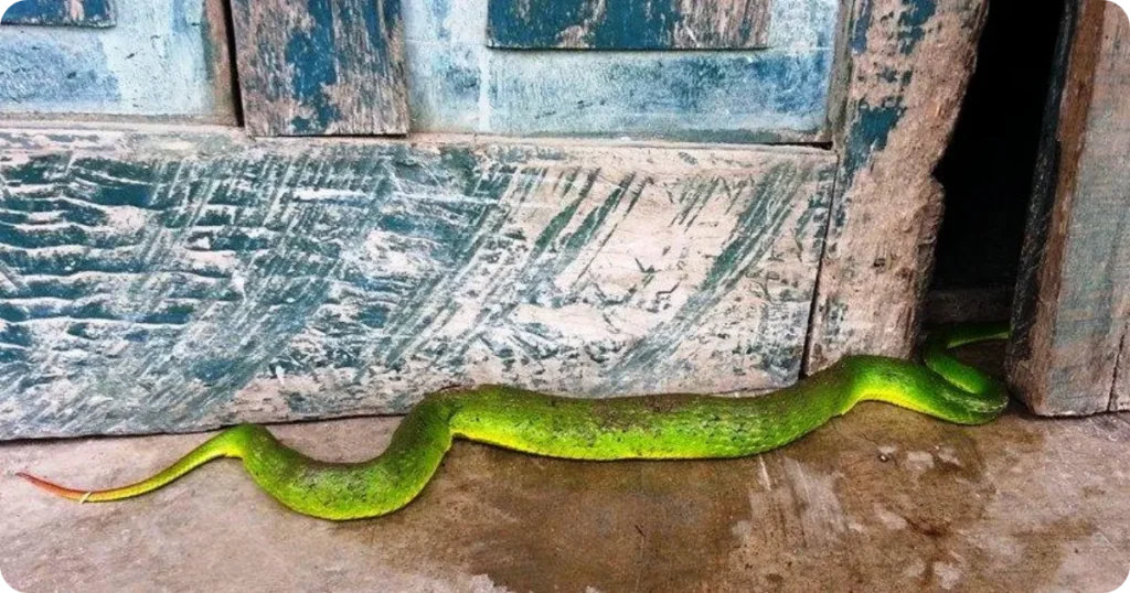 is-it-good-or-bad-if-a-snake-is-in-the-house