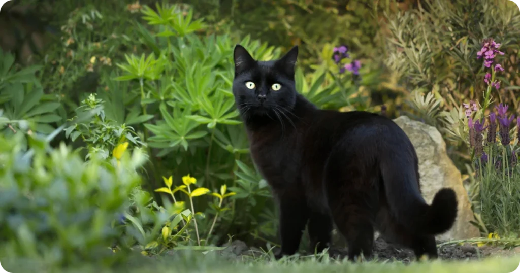 running-over-a-black-cat-spiritual-meaning