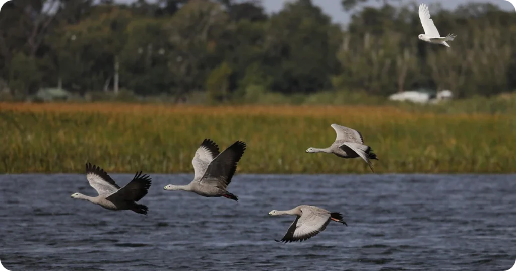 snow-goose-spiritual-meaning