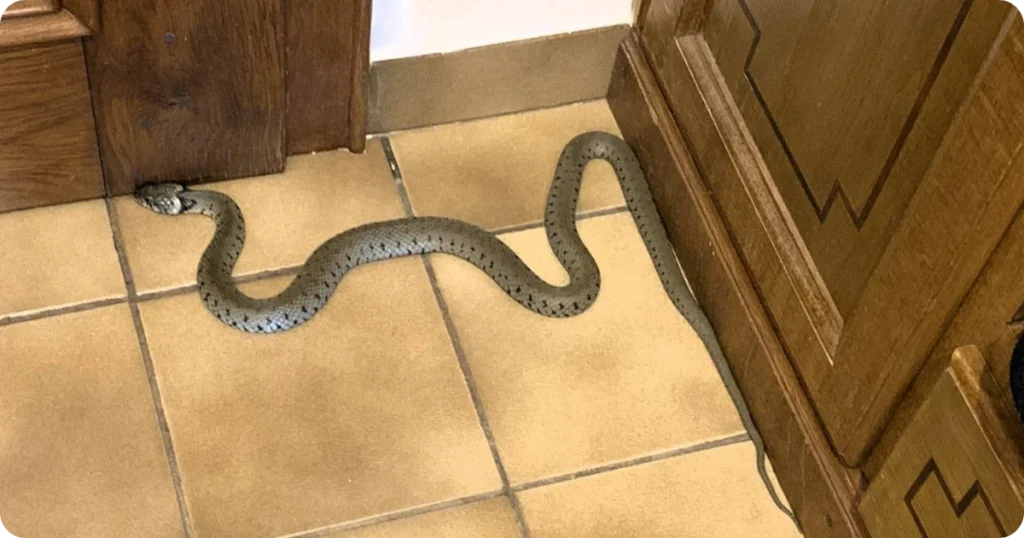 what-does-the-bible-say-about-seeing-a-snake