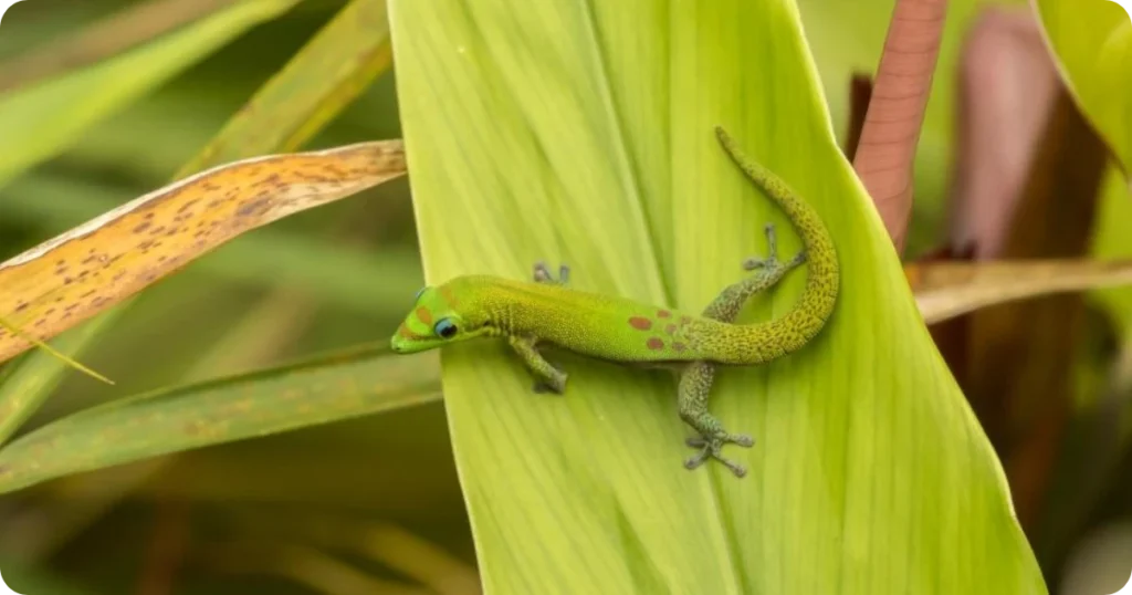 what-is-the-baby-gecko-spiritual-meaning