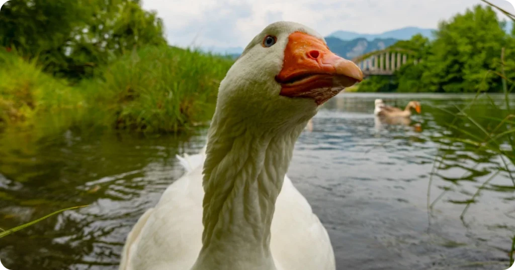white-goose-spiritual-meaning