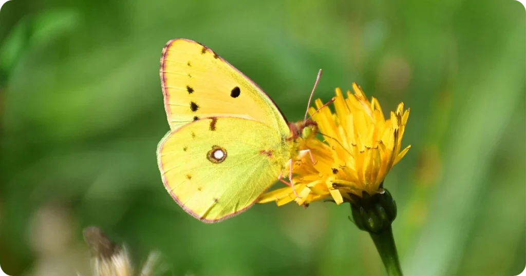 yellow-butterflies-spiritual-meaning
