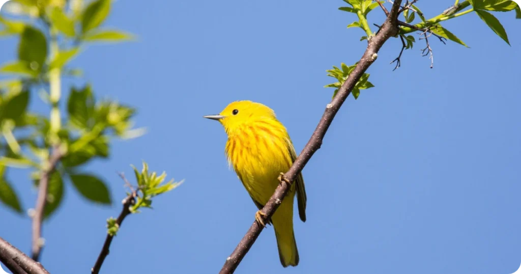 black-and-yellow-bird-spiritual-meaning
