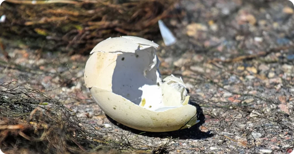 is-a-broken-egg-good-or-bad-luck