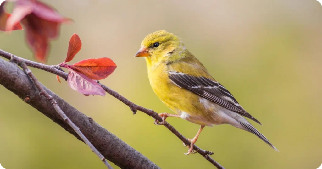 seeing-yellow-bird-spiritual-meaning