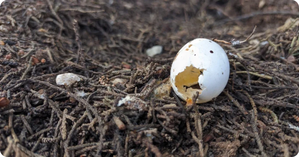 what-do-eggs-symbolize-spiritually
