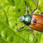 June Bug Spiritual Meaning: Faith, Light, and the Lessons This Beetle Teaches dead-june-bug-spiritual-meaning