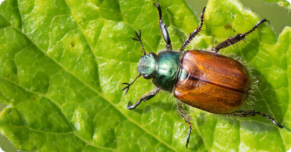 dead-june-bug-spiritual-meaning