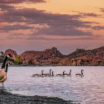canadian-goose-spiritual-meaning