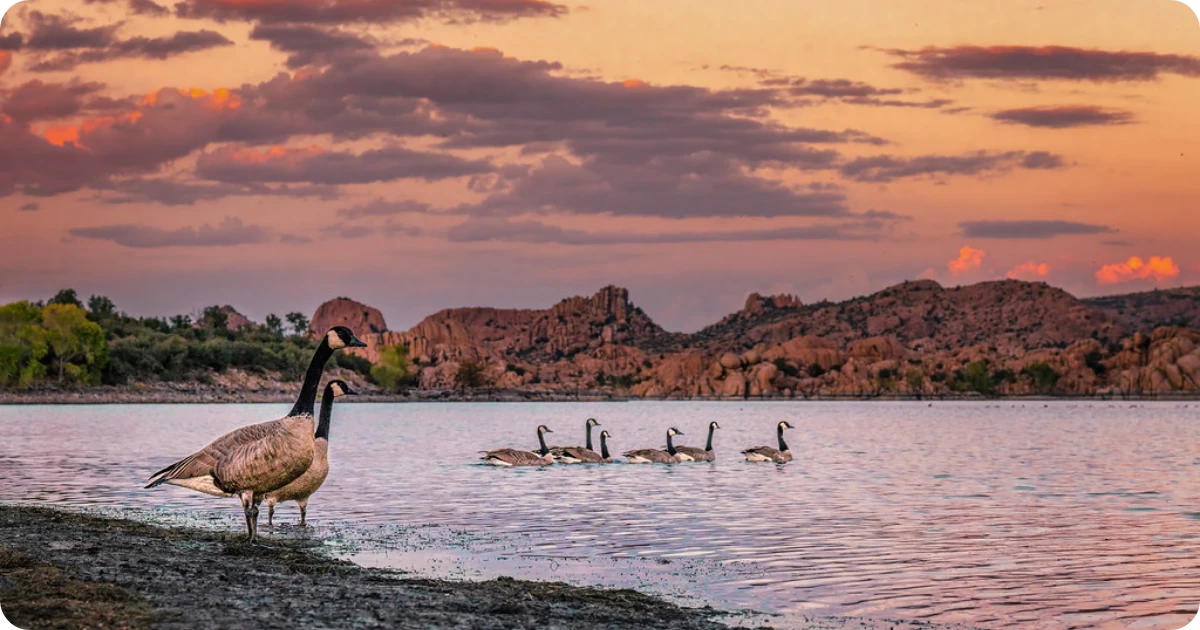 canadian-goose-spiritual-meaning