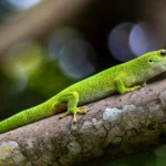 green-gecko-spiritual-meaning