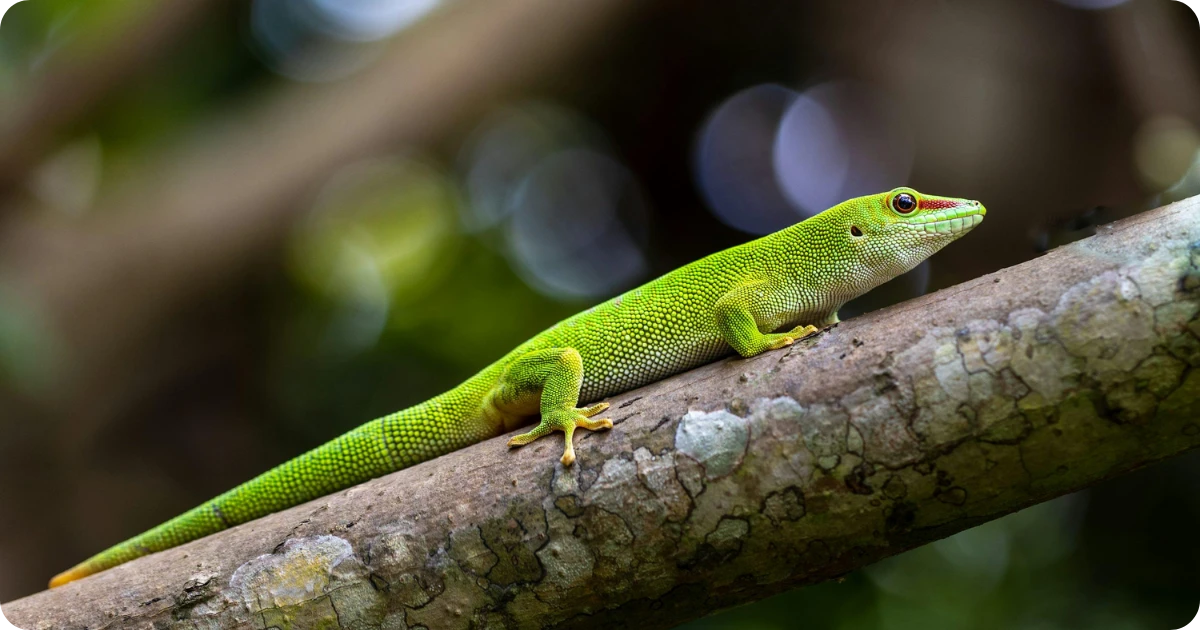 green-gecko-spiritual-meaning