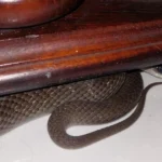 is-it-good-luck-to-see-a-snake-in-your-house