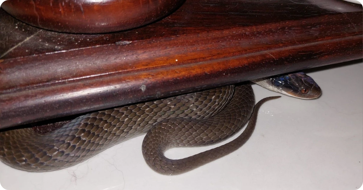 is-it-good-luck-to-see-a-snake-in-your-house