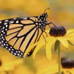monarch-butterflies-spiritual-meaning