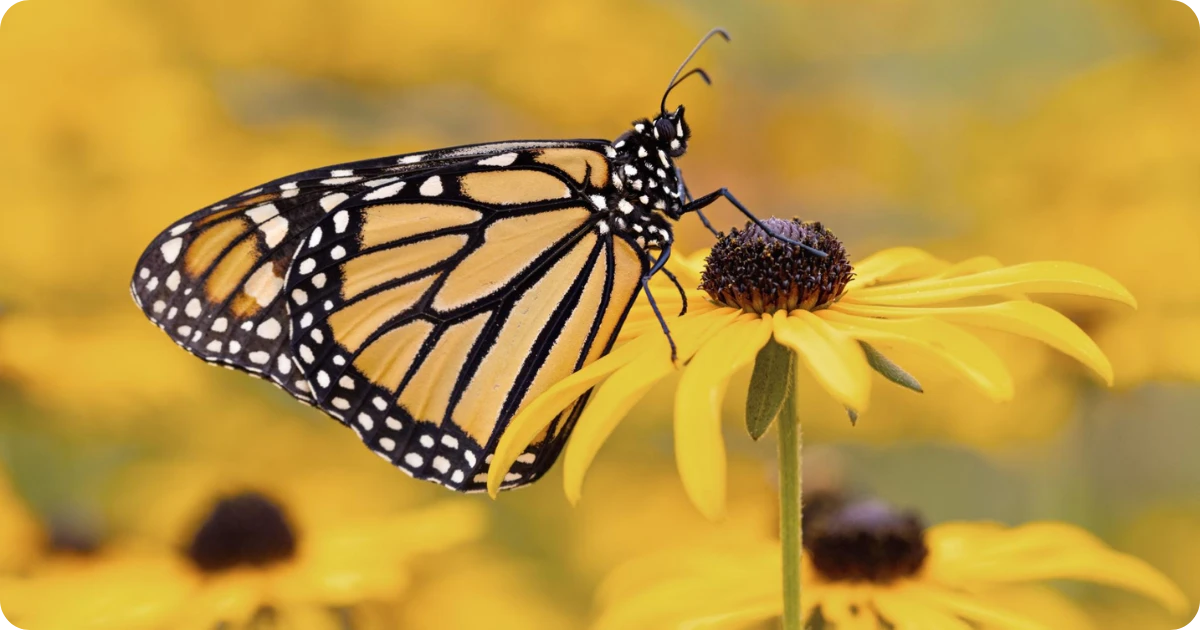 monarch-butterflies-spiritual-meaning