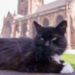 owning-a-black-cat-spiritual-meaning