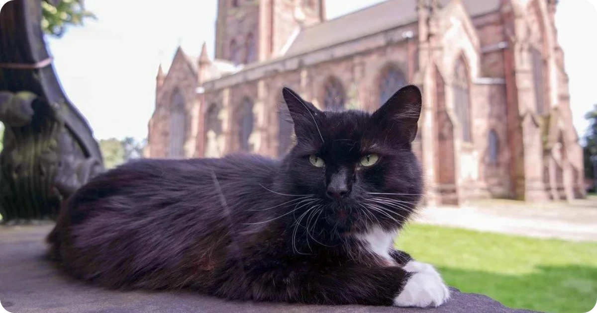 owning-a-black-cat-spiritual-meaning
