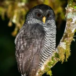 black-barn-owl-spiritual-meaning