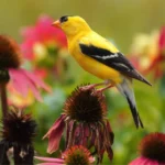 dead-yellow-bird-spiritual-meaning