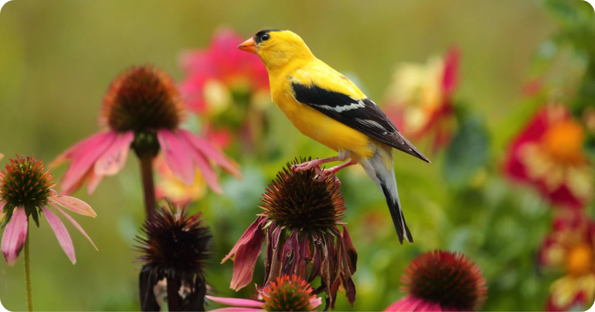 dead-yellow-bird-spiritual-meaning