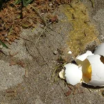 what-is-the-broken-egg-spiritual-meaning
