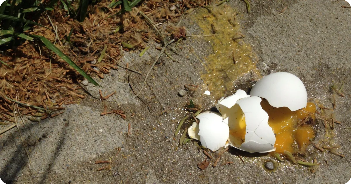 what-is-the-broken-egg-spiritual-meaning